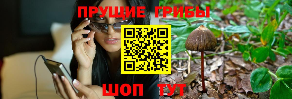Псилоцибиновые грибы Psilocybe  купить наркотик  Коммунар  Вход с VPN 